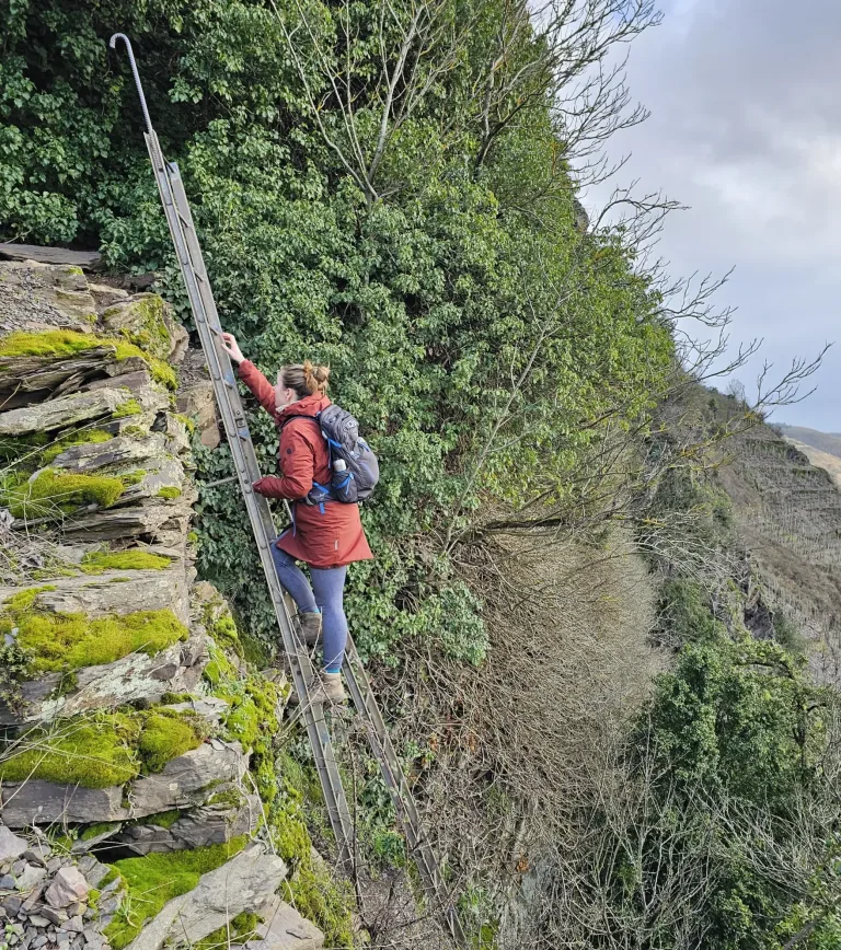 Calmont Klettersteig Ladder obstacle
