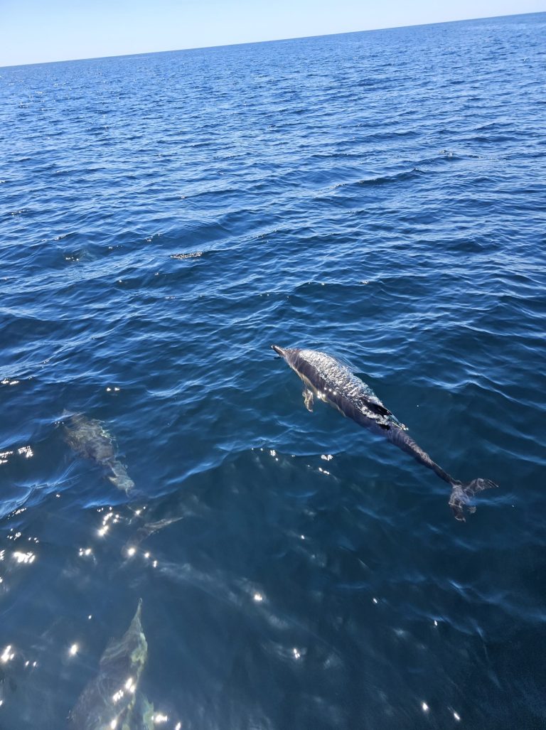 Dolfijnen Cruise