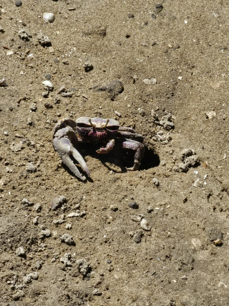 Krab onder het vlonderpad van Alvor